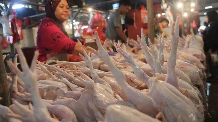 Disdagtri: Harga Daging Ayam Ras Alami Penurunan Harga Dibanding Pekan Lalu