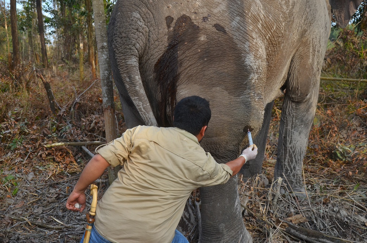 Tim Medis BBKSDA Riau Obati Gajah Betina di Kawasan HTI PT Arara Abadi