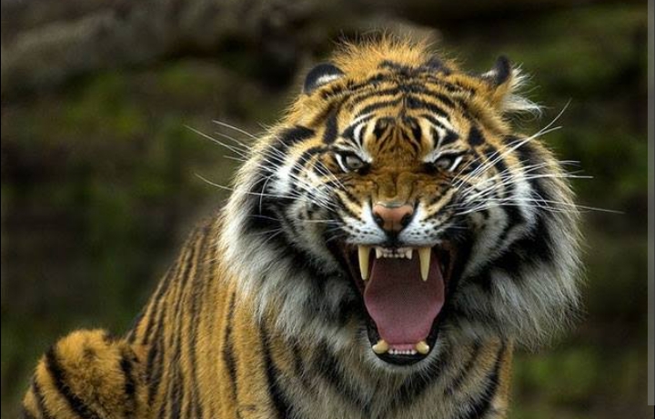 Seorang Karyawan PT SPA Pelangiran Meregang Nyawa Diterkam Harimau