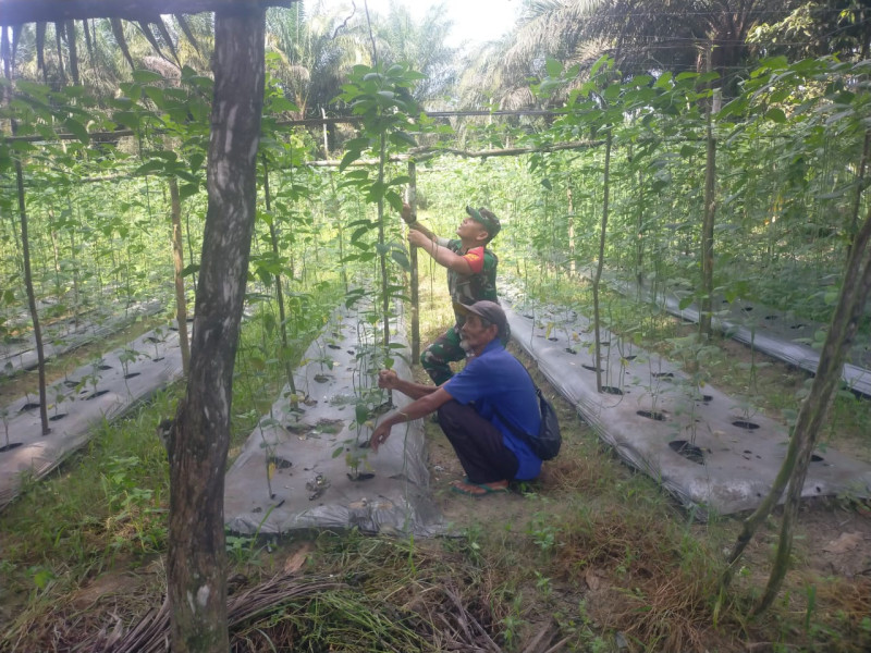 Sosialisasi dan Pendampingan Oleh Sertu Arjuna Endar Kepada Petani Kacang Panjang