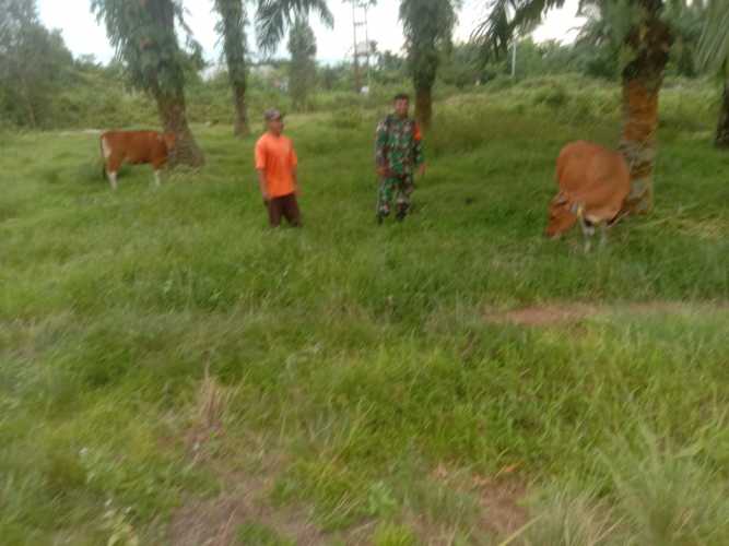 Laksanakan Giat Cegah PMK, Serda Cerza Katno Sambangi Peternak