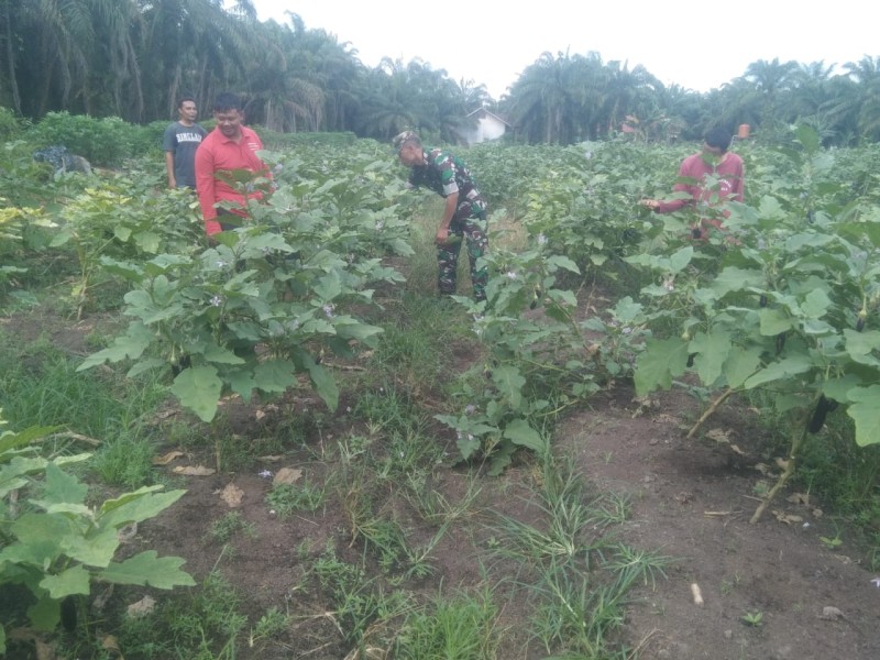 Bimbingan Teknis Babinsa Koramil 03 Tingkatkan Produktivitas Pertanian