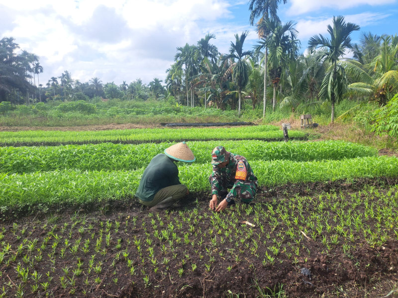 Babinsa Koramil 01 dan Masyarakat Laksanakan Perawatan di Kebun Kangkung