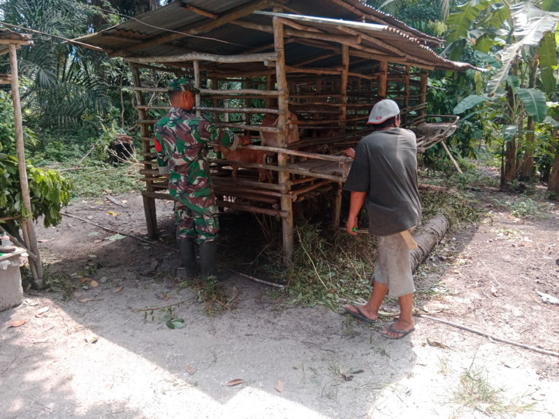 Pemantauan Hewan Ternak Dilakukan Serda Bambang Irwanto