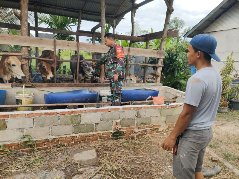 Pantau Kesehatan Sapi, Babinsa Dampingi Peternak di Jaya Mukti