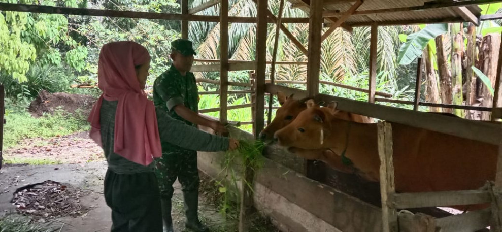 Patroli Rutin Cegah PMK Oleh Babinsa Koramil 06