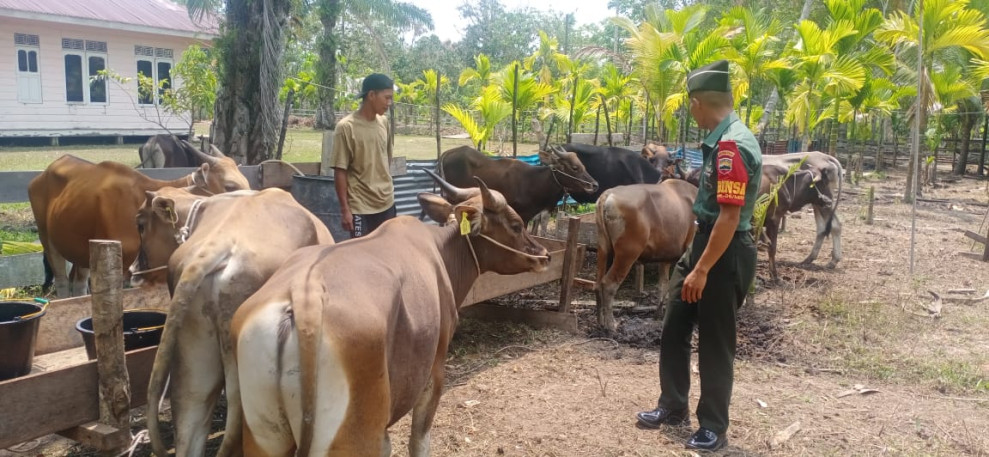 Pengecekan Hewan Ternak Oleh Babinsa Koramil 06 Merbau