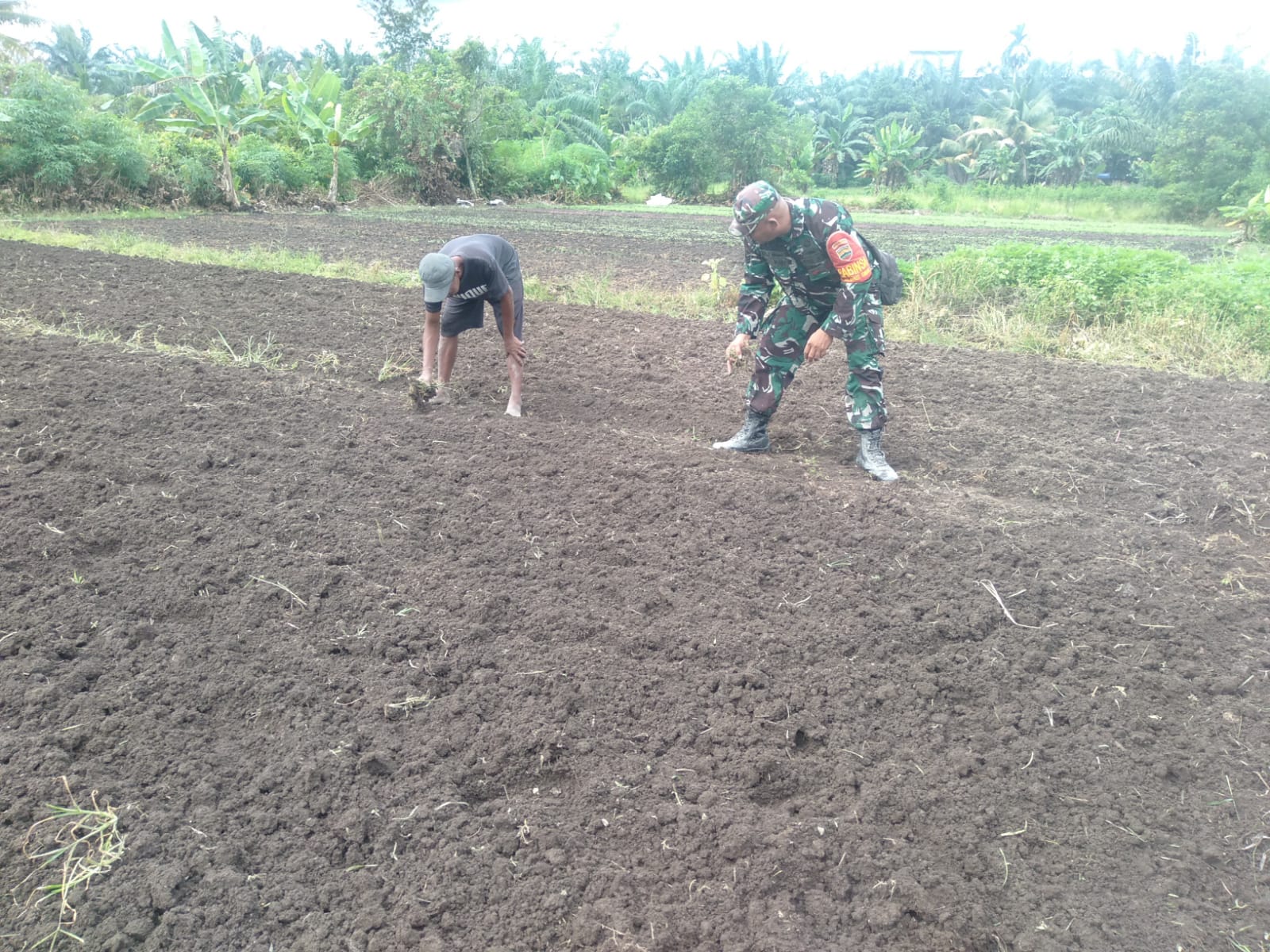 Dampingi Petani Kangkung, Ini Kegiatan Serka Fahrizal Purba