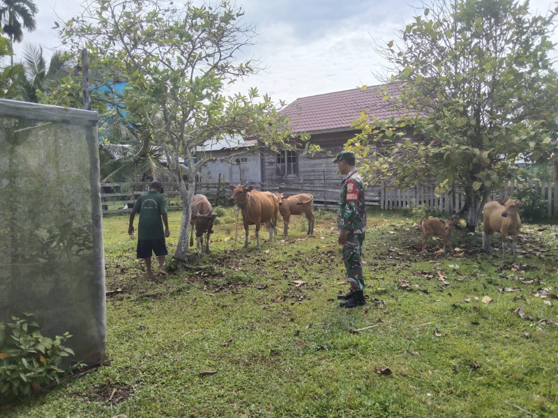 Datangi Peternak, Ini Yang Dilakukan Oleh Kopda Ricko