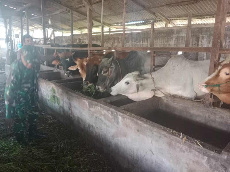 Babinsa Koramil-01 Dumai Gelar Sosialisasi Pencegahan PMK Bagi Peternak Kambing di Kelurahan Purnama