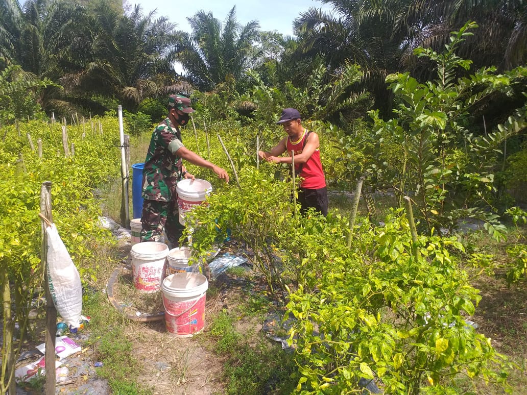 Babinsa Simpang Tetap Laksanakan Pendampingan Karya Nyata