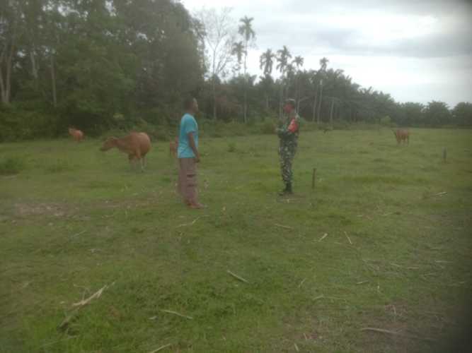 Giat Pencegahan PMK Oleh Sertu Ramli