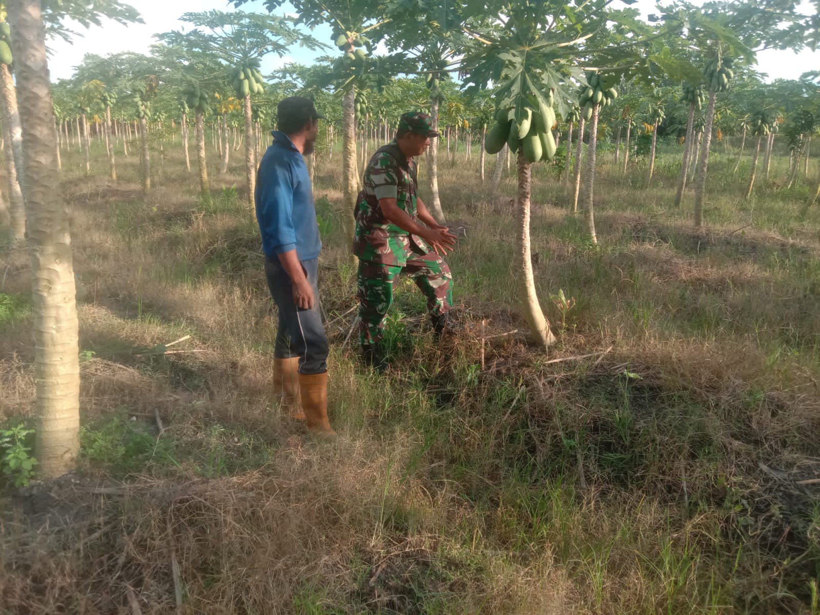 Babinsa Teluk Makmur Laksanakan Pendampingan Karya Nyata Kepada Petani Pepaya