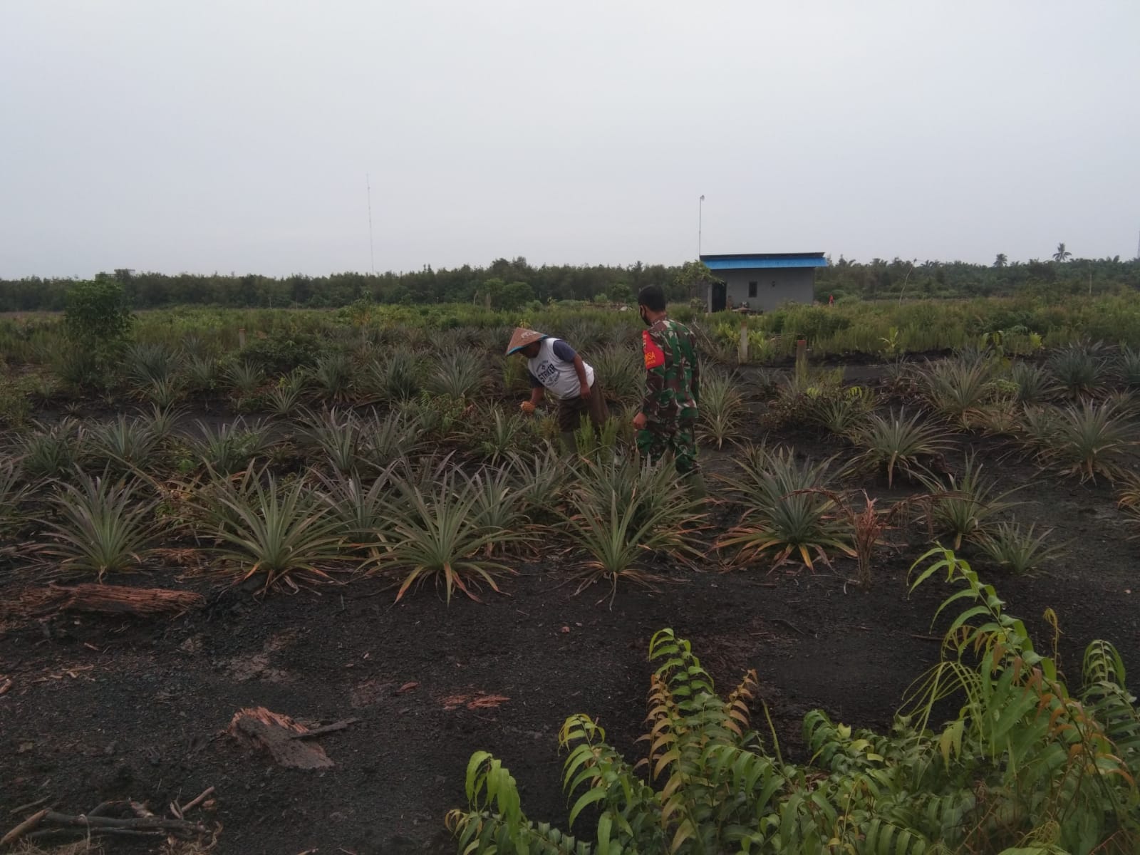 Dampingi Petani Nenas, Kopda Andri Waluyo Ingatkan Ini