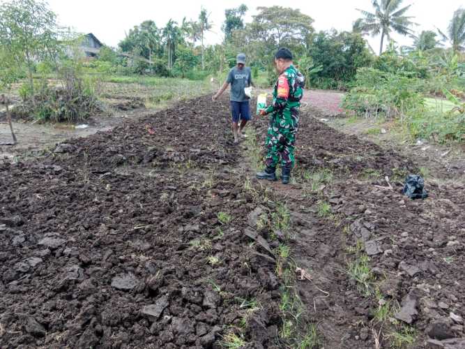 Sertu Mahyudin Dampingi Petani Kangkung