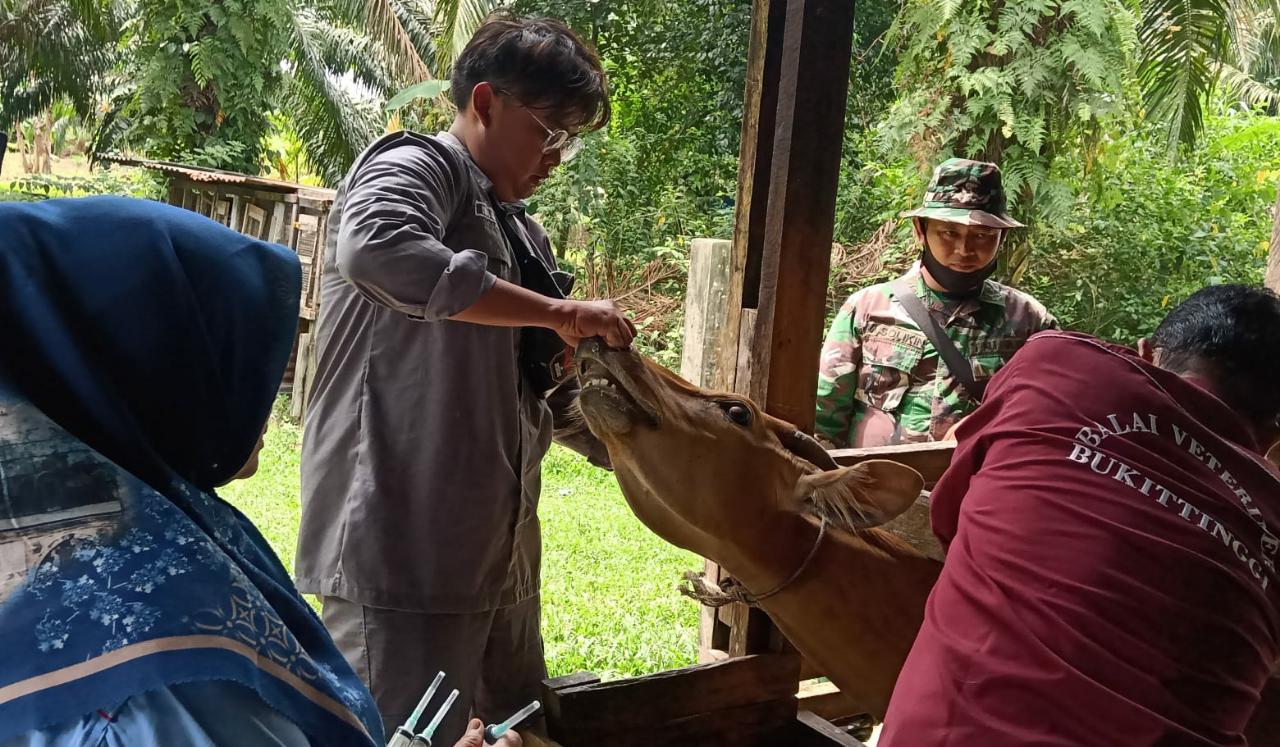 Cegah PMK, Babinsa Dampingi Pemberian Vitamin