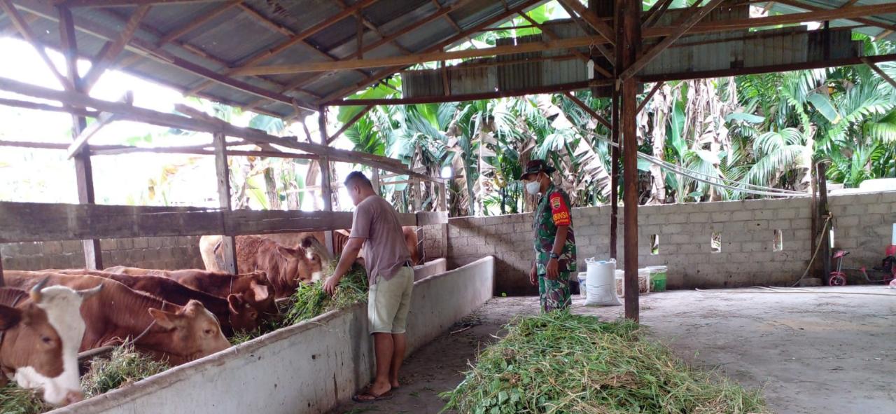 Serda Sugianto Melaksanakan Giat Cegah PMK