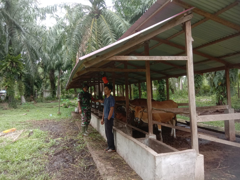 Babinsa Kelurahan Mundam Sambangi Peternakan Syahrudin Basri