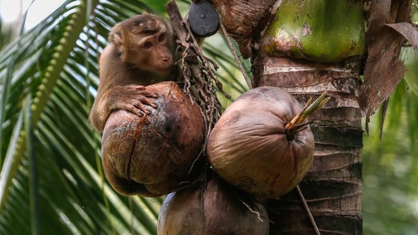 Di Inggris Supermarket Tarik Produk Kelapa yang Dipetik Monyet