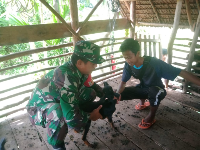 Melalui Serda K Sinaga, Koramil 06 Merbau Laksanakan Pengecekan Kesehatan Hewan