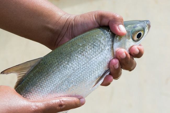 Apa Manfaat Ikan Bandeng bagi MPASI?