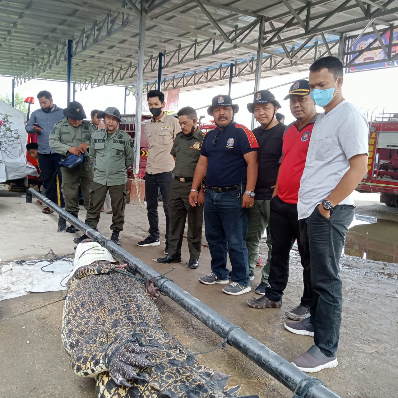 DPKP Inhil Serahkan Seekor Buaya dan Ular Piton ke BKSDA