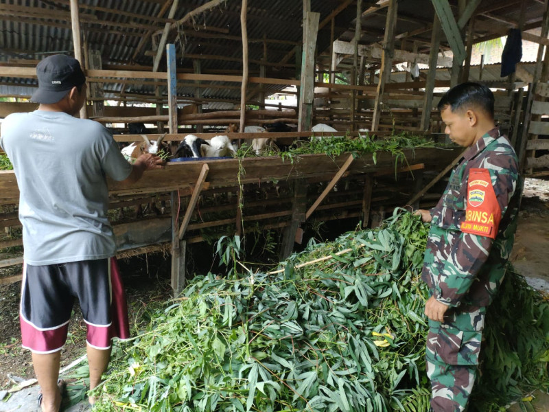 Edukasi Babinsa Dumai Timur Terkait Pentingnya Kebersihan Kandang dan Pemeriksaan Ternak