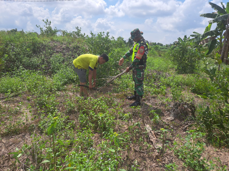 Serda Andri Widodo Dampingi Petani Jeruk Nipis di Kelurahan Bukit Datuk