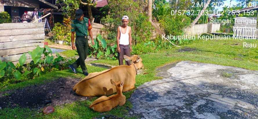 Antisipasi PMK, Serda Chandro Jaya Berikan Edukasi