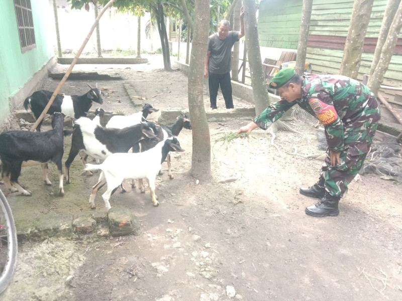 Melihat Lebih Dekat, Giat Babinsa Cegah PMK