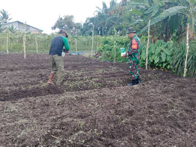 Sertu Mahyudin Tabur Benih Sayur Bayam