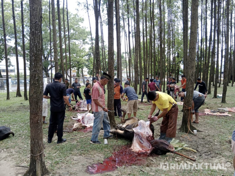16 Ekor Sapi Kurban Disembelih di Masjid Daarul Abrar DPRD Riau