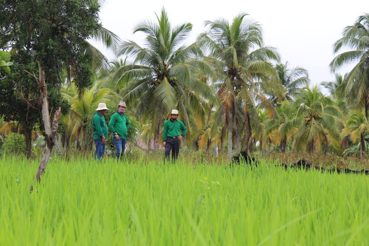 Musim Tanam 2020, PPP dan STII Inhil Dampingi Poktan Tanjung Jaya