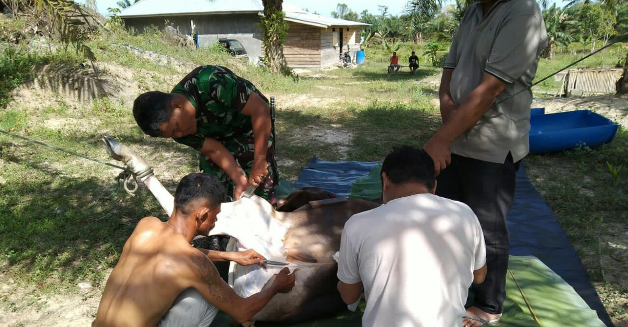 Serda Harmaini Bantu Kegiatan Masyarakat, Potong Sapi