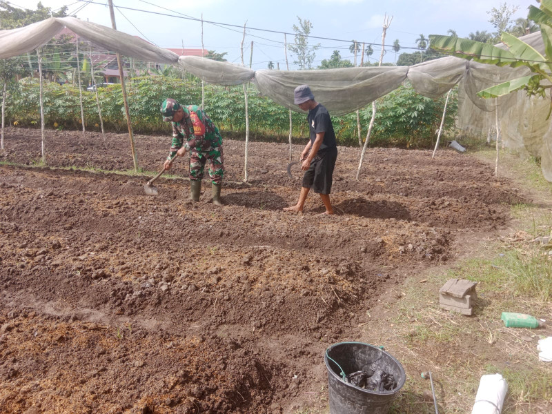 Babinsa Koramil 01/Dumai, Sinergi Bersama Petani Dalam Budidaya Kangkung di Kelurahan Purnama