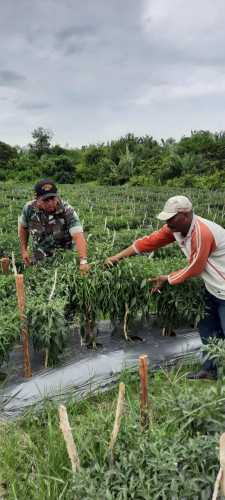 Pastikan Cabe Diwilayahnya Tumbuh Bagus, Pelda Hendrianto Dampingi Petani