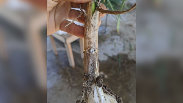 Hilang Selama 9 Bulan, Gadis Kecil Ini Temukan Cincinnya di Bawang Putih