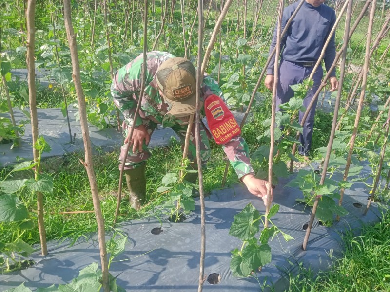 Peran Babinsa dalam Pertanian, Sertu Sareh Bantu Petani di Bagan Besar