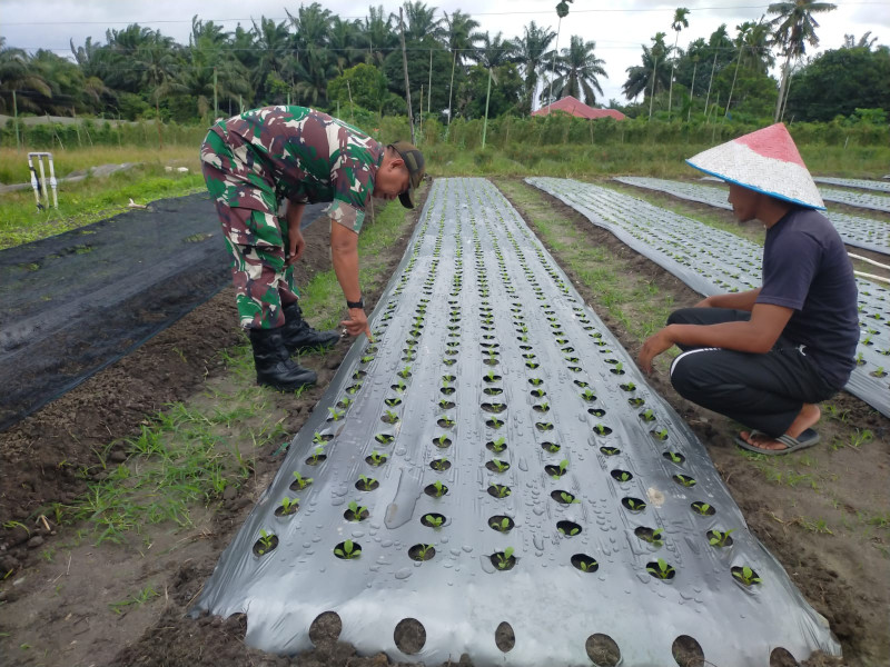 Koramil 02 Bukit Kapur Bantu Petani di Kelurahan Bagan Besar Timur Tingkatkan Produktivitas