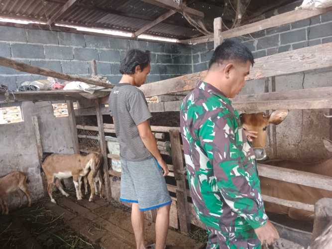 Giat Cegah PMK, Babinsa Kelurahan Purnama Laksanakan Sosialisasi