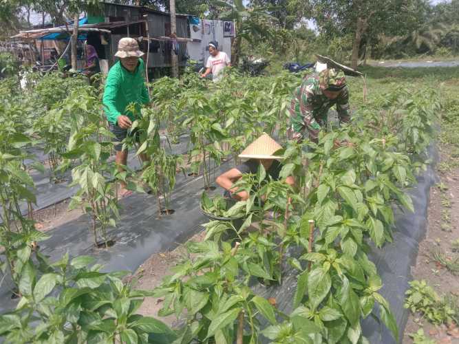 Sertu Sutiono Dampingi Petani Cabe