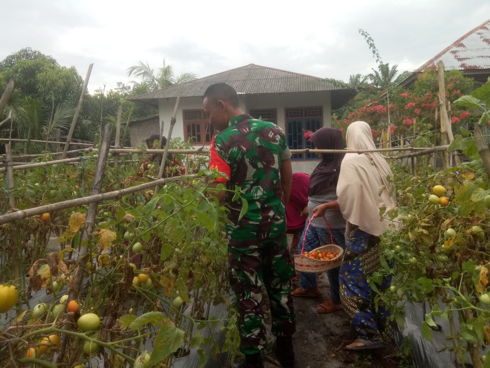 Babinsa Koramil 02 Dampingi Petani Tomat