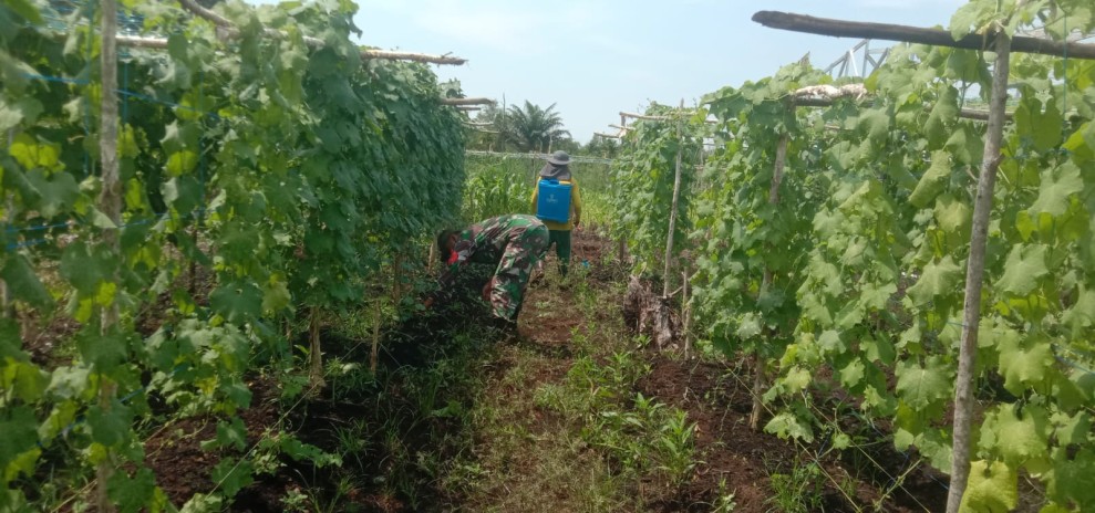 Dorong Kemandirian Pangan, Babinsa Mundam Dampingi Penanaman Sayuran Gambas