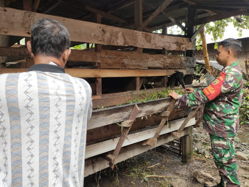 Babinsa Sertu Sutarno Edukasi Warga Dumai Timur Tentang Penyakit Mulut dan Kuku