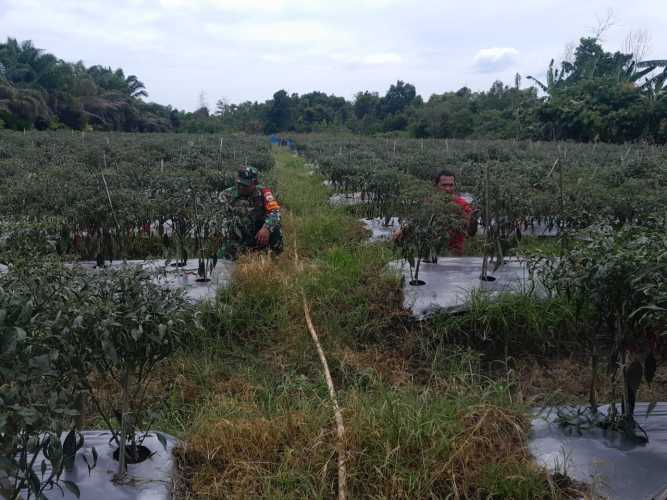 Serda Cerza Katno Berikan Penyuluhan Kepada Petani Cabe Merah