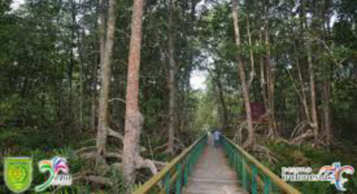 Inilah Potensi Wisata Mangrove Inhil di Pulau Cawan