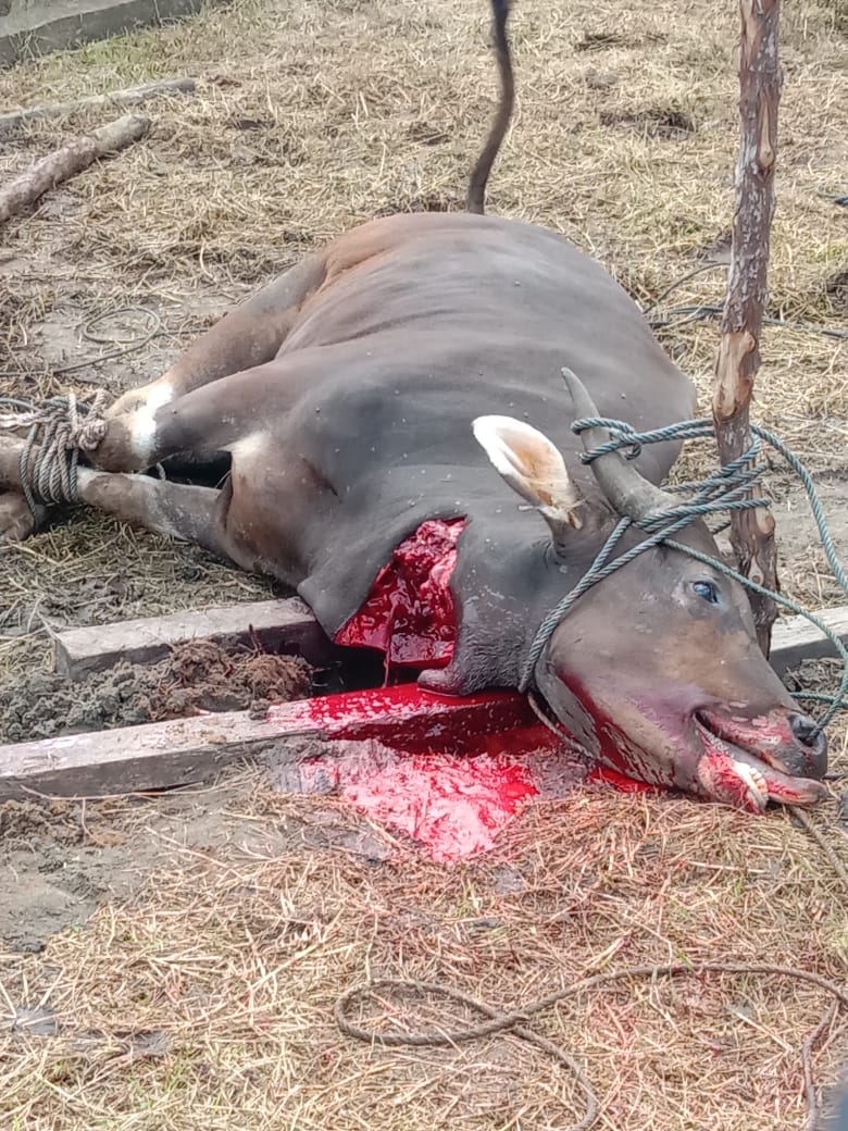 PD IPHI Kab Inhil Salurkan Bantuan Daging Qurban serta Sejumlah Uang Tunai