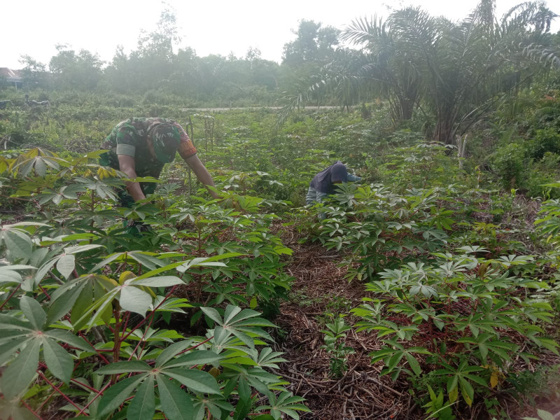 Serda Agustinus Berikan Pendampingan Untuk Memastikan Tanaman Singkong Tumbuh Baik