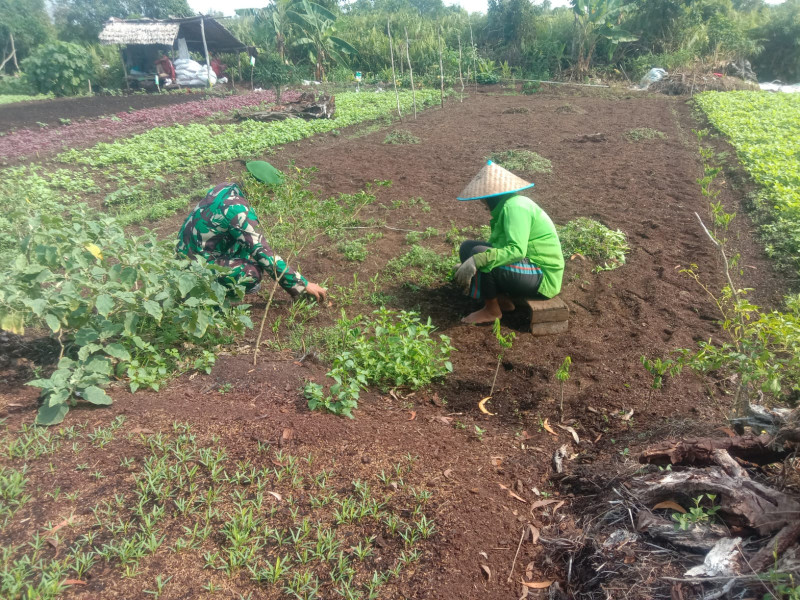 Babinsa Bagan Keladi Dampingi Petani Bayam di RT 06