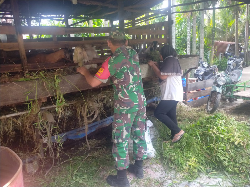 Giat Cegah Untuk Mencegah PMK Oleh Sertu Arjuna Endar